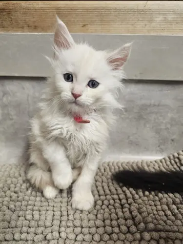 Maine coon à Lamboing