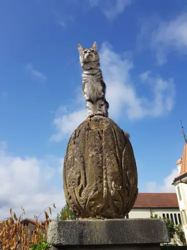 Chatons Maine Coon croisés à Mézières