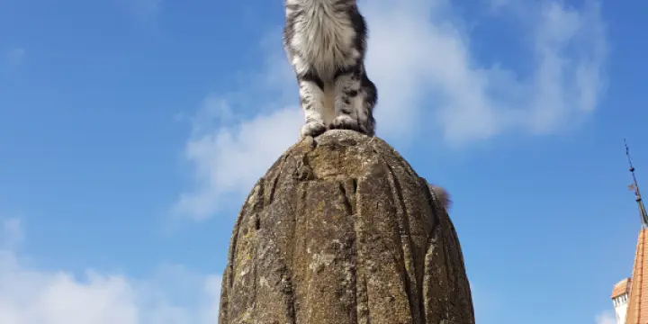 Chatons Maine Coon croisés