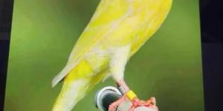 Canaris Bernois Baguées!