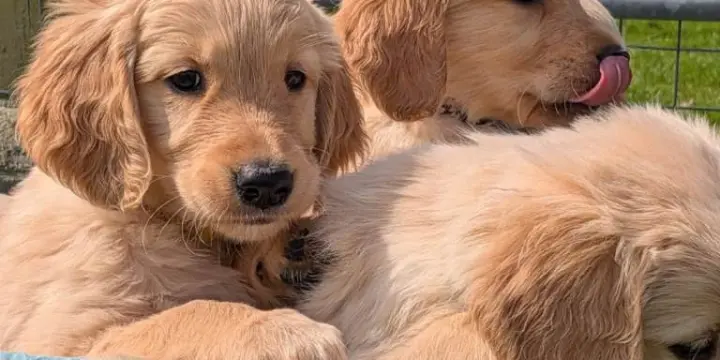 Chiots Golden Retriever mâles et femelles