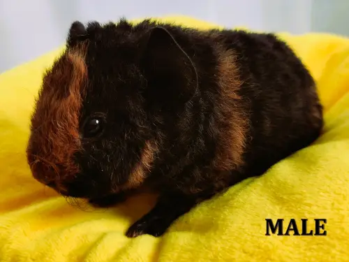 Cochon d'inde Teddy US mâle à Mézières VD