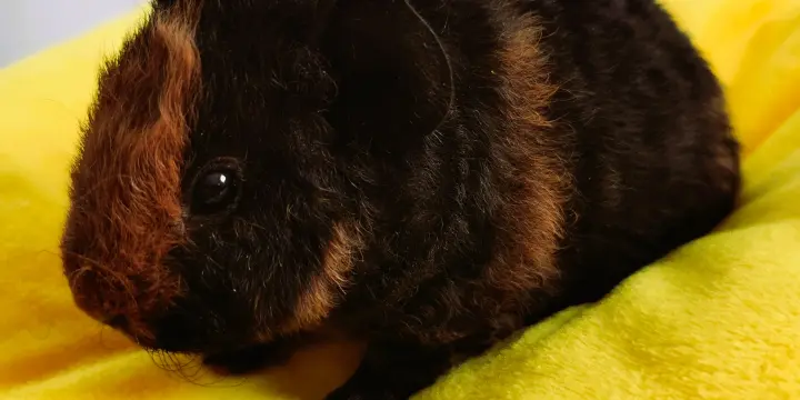 Cochon d'inde Teddy US mâle