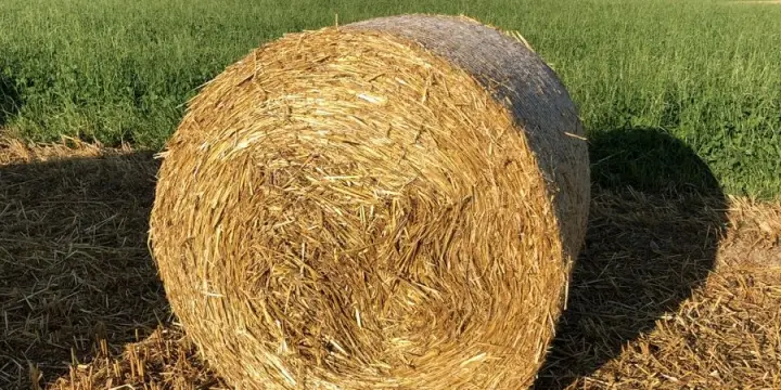 Heu in Rundballen