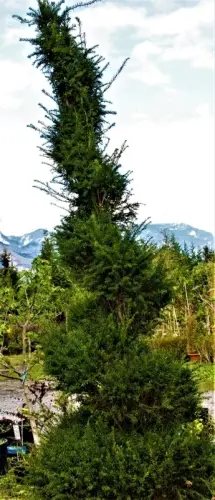Taxus baccata torsade 350cm à Bex