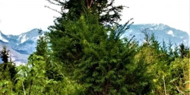 Taxus baccata torsade 350cm