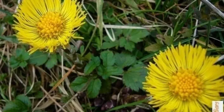 Tussilage soigne asthme bronchite pollen