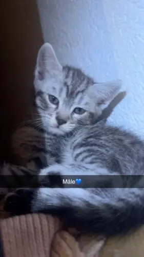 Chaton écaille de tortue, croisées, persan à Ste-Croix