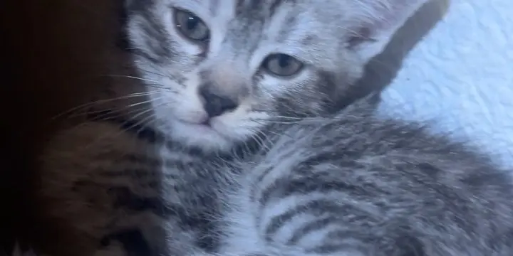 Chaton écaille de tortue, croisées, persan