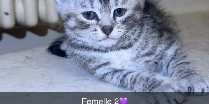 Chaton écaille de tortue, croisées, persan