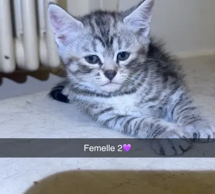 Chaton écaille de tortue, croisées, persan