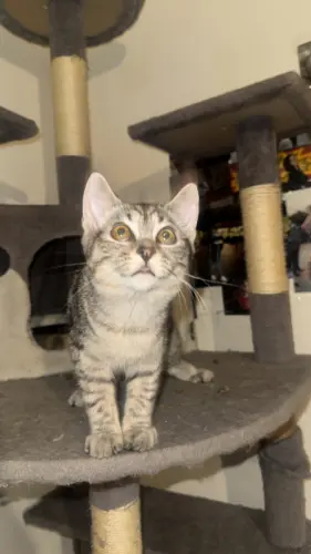 Chaton écaille de tortue, croisées, persan