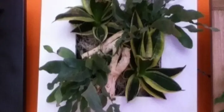 Tabeaux végétaux nature & co