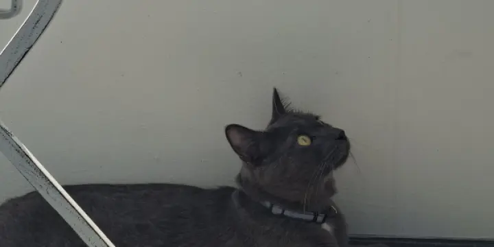 Chat perdu