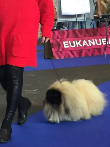 TRES BEAUX PEKINOIS à OYONNAX