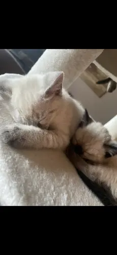 Chatons siamois à Les Avanchets