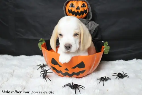 Chiots Beagle LOF - Portée de Utah à SERLEY