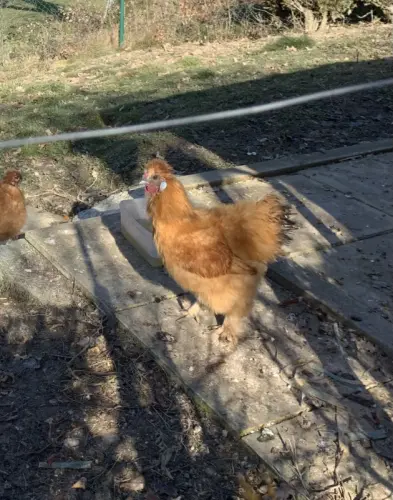 Coq Soie à donner à Bettens