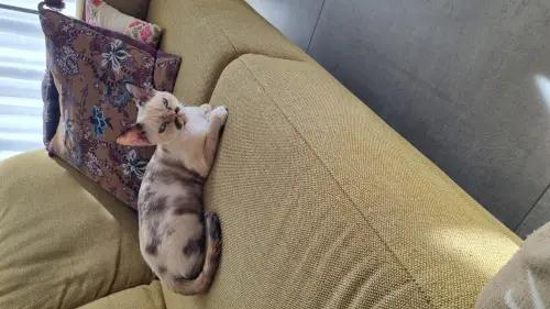 Adoption  devon  rex à La Tour-de-Peilz