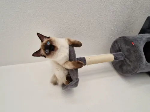 Chatons Siamois type Thaï à Cannes