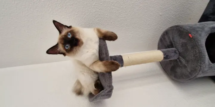 Chatons Siamois type Thaï