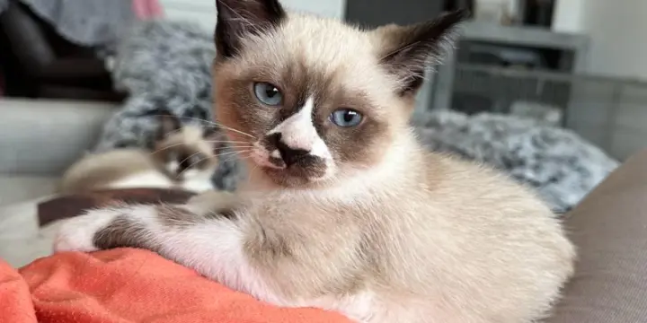 Chatons Siamois X Ragdoll