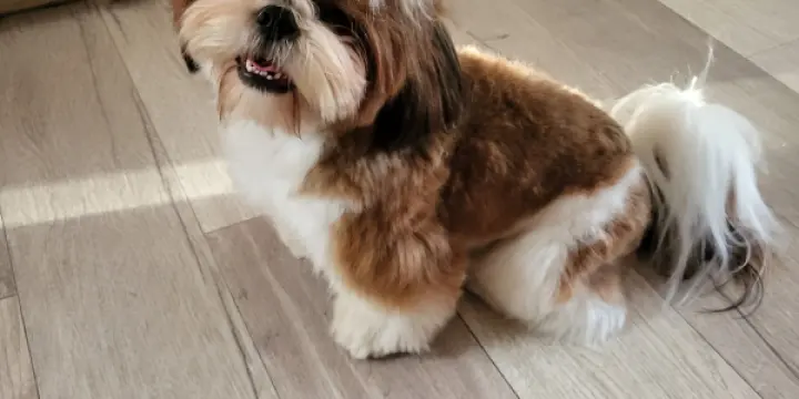 Shitzu mâle Vinci du Château d'O-riant pour saillie