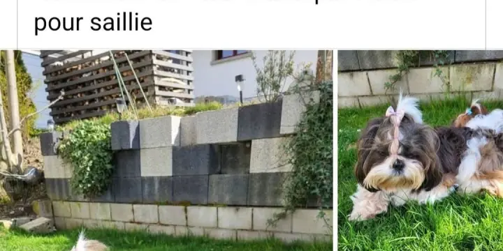 Shitzu mâle Simon Usky du Château d'O-riant pour saillie
