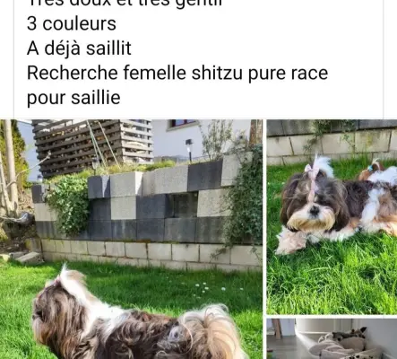 Shitzu mâle Simon Usky du Château d'O-riant pour saillie