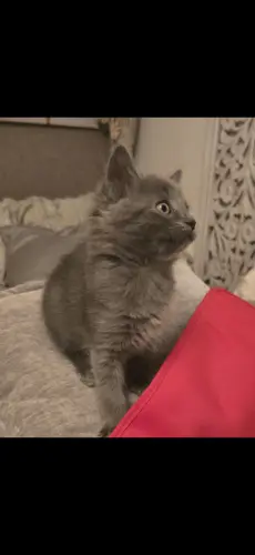 Chaton mi siamois à Carouge