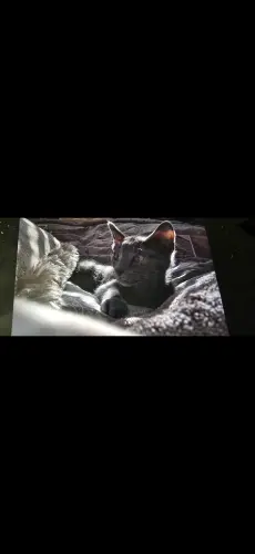 Chaton d amour mi siamois à Carouge