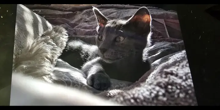 Chaton d amour mi siamois