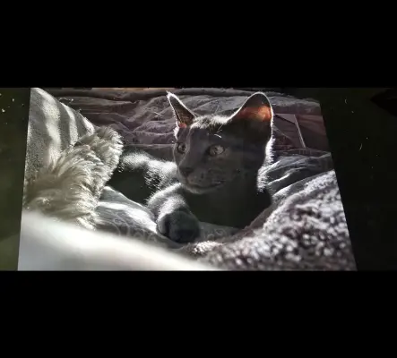 Chaton d amour mi siamois