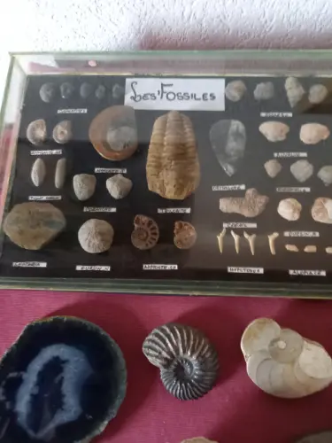 Fossiles et minéraux