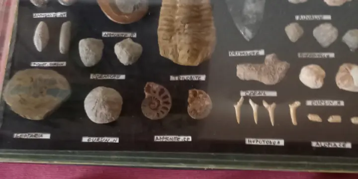 Fossiles et minéraux