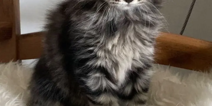 Magnifique chatons maine coon