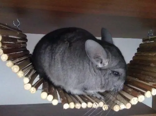 Deux chinchillas, une cage et matériel à bussigny