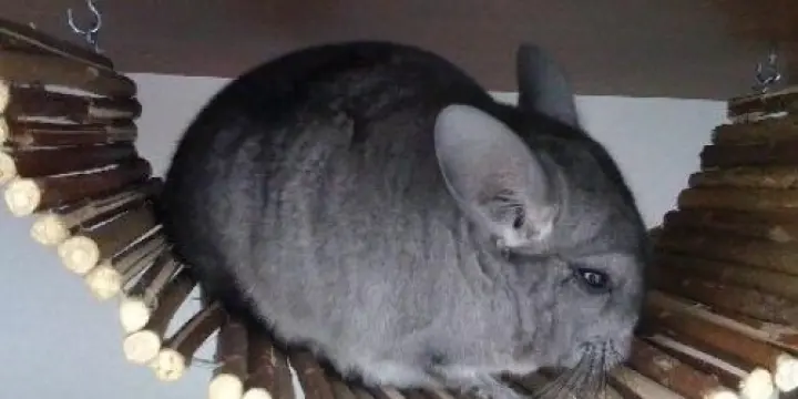Deux chinchillas, une cage et matériel
