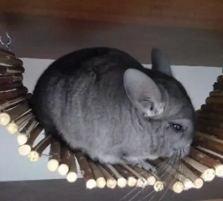 Deux chinchillas, une cage et matériel
