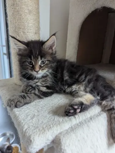 Chatons Maine Coon à Troinex