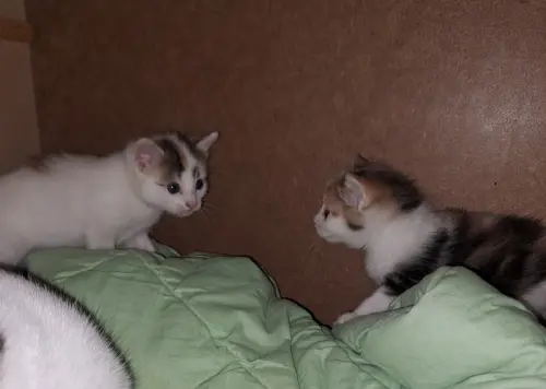 Petit chatons née en début juin à vendre à Moutier