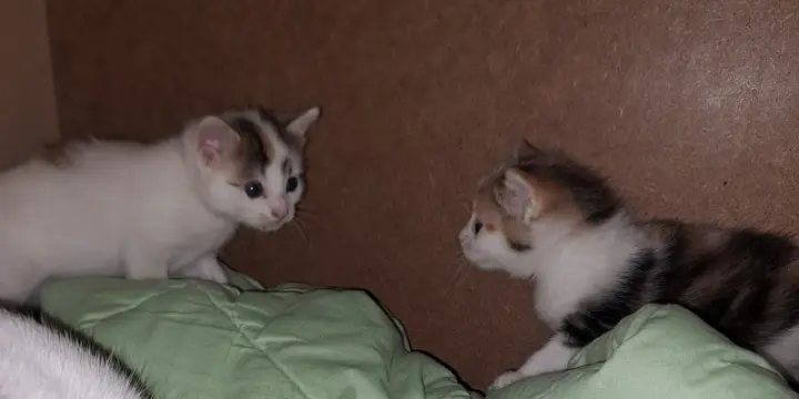 Petit chatons née en début juin à vendre