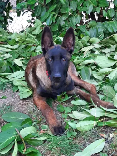 Berger Belge Malinois charbonné à Meyrin