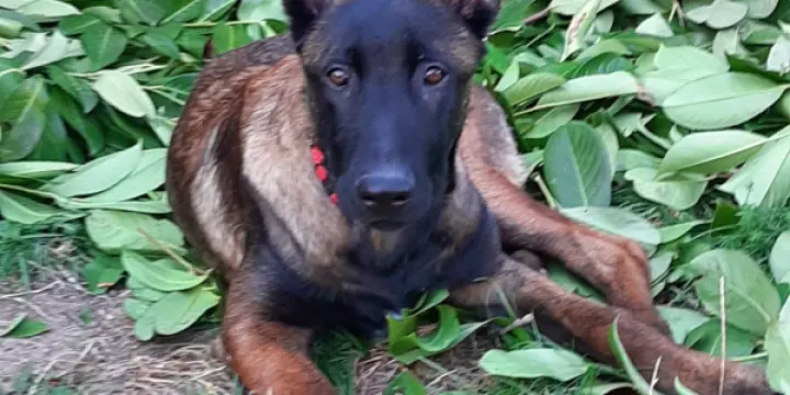 Berger Belge Malinois charbonné