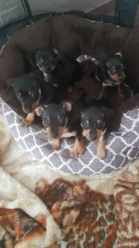 Chiots Pinscher nains à vendre à Villars-le-Terroir