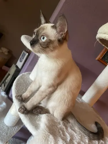 Une jolie siamoise léger tabby lynx qui cherche une famille HYPER CALINE