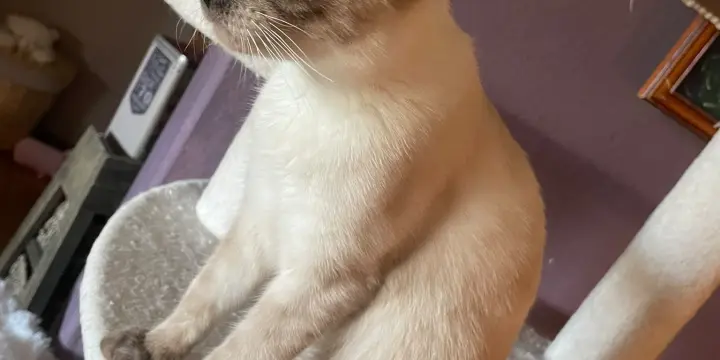 Une jolie siamoise léger tabby lynx qui cherche une famille HYPER CALINE