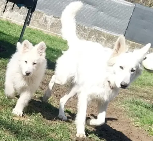 Chiots Bergers Blancs Suisses LOF à RIESPACH