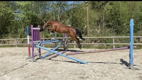 JUMENT IRISH SPORT HORSE à COLLONGES SOUS SALEVE