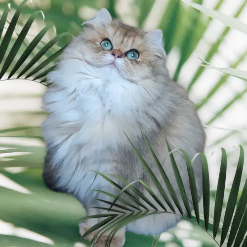 Chaton British Longhair Golden à STE FOY LES LYON